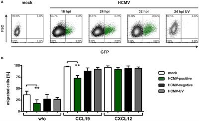 Human Cytomegalovirus-Induced Degradation of CYTIP Modulates Dendritic Cell Adhesion and Migration